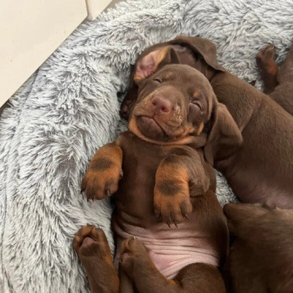Dachshund (Standard &amp; Miniature) - Both