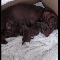 Dachshund (Standard &amp; Miniature) - Both