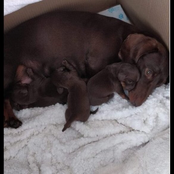 Dachshund (Standard &amp; Miniature) - Both