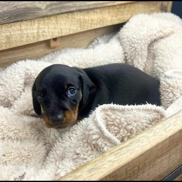 Dachshund (Standard &amp; Miniature) - Both