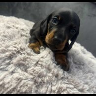 Dachshund (Standard &amp; Miniature) - Both