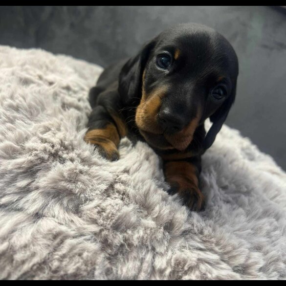 Dachshund (Standard &amp; Miniature) - Both