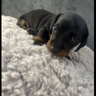 Dachshund (Standard &amp; Miniature) - Both