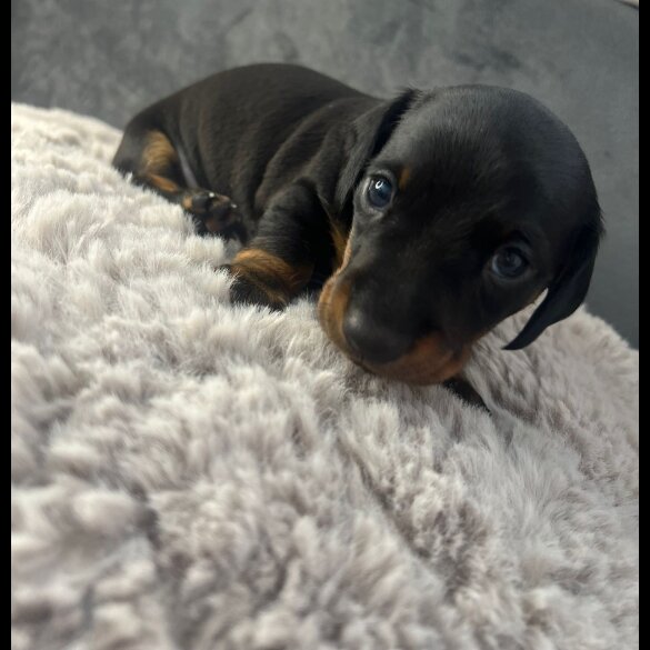 Dachshund (Standard &amp; Miniature) - Both