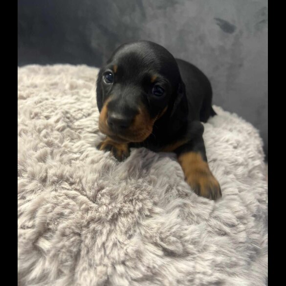 Dachshund (Standard &amp; Miniature) - Both