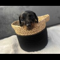 Dachshund (Standard &amp; Miniature) - Both