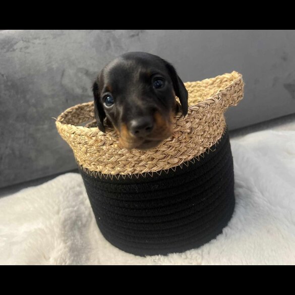 Dachshund (Standard &amp; Miniature) - Both