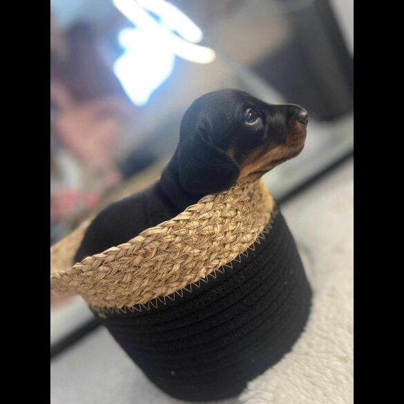 Dachshund (Standard &amp; Miniature) - Both