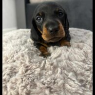 Dachshund (Standard &amp; Miniature) - Both