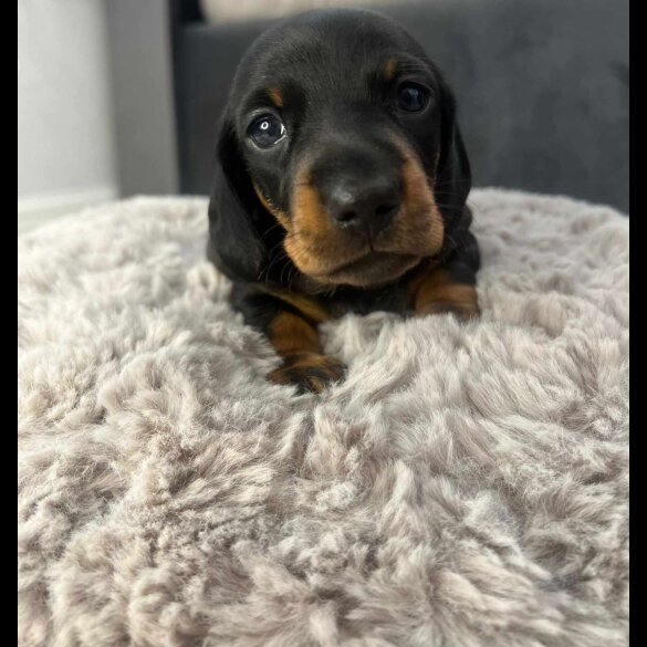 Dachshund (Standard &amp; Miniature) - Both
