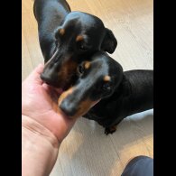 Dachshund (Standard &amp; Miniature) - Both