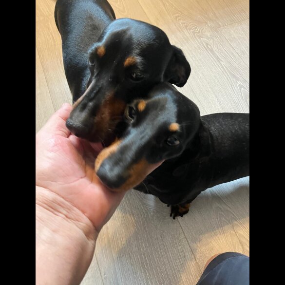Dachshund (Standard &amp; Miniature) - Both