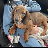 Dachshund (Standard &amp; Miniature) - Both