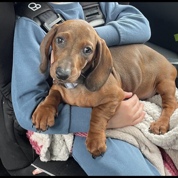 Dachshund (Standard &amp; Miniature) - Both