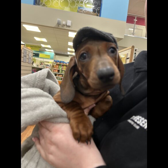Dachshund (Standard &amp; Miniature) - Both