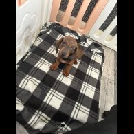 Dachshund (Standard &amp; Miniature) - Both