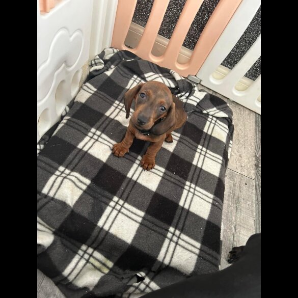 Dachshund (Standard &amp; Miniature) - Both
