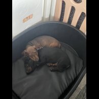 Dachshund (Standard &amp; Miniature) - Both