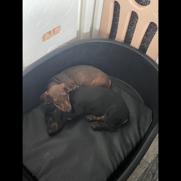 Dachshund (Standard &amp; Miniature) - Both