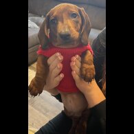 Dachshund (Standard &amp; Miniature) - Both