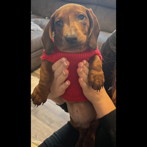 Dachshund (Standard &amp; Miniature) - Both