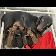 Dachshund (Standard &amp; Miniature) - Both