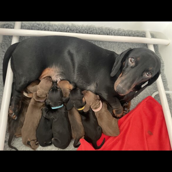 Dachshund (Standard &amp; Miniature) - Both