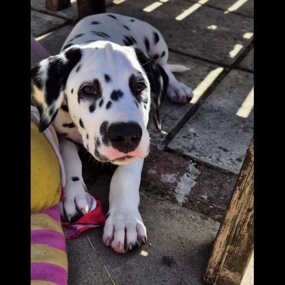 Dalmatian - Dogs
