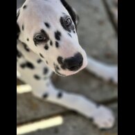 Dalmatian - Dogs