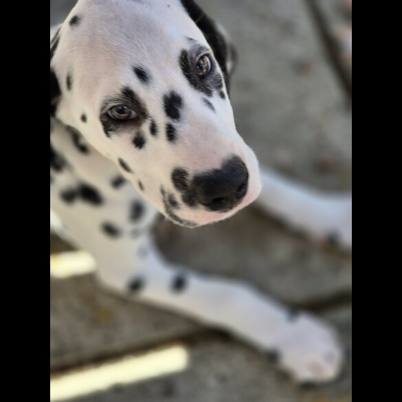 Dalmatian - Dogs