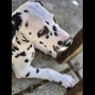 Dalmatian - Dogs