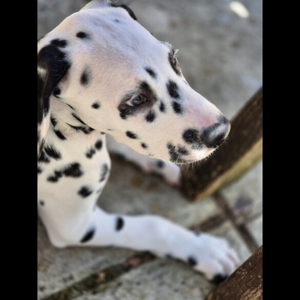 Dalmatian - Dogs