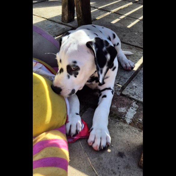 Dalmatian - Dogs
