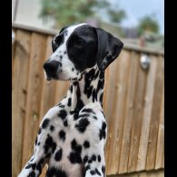 Dalmatian - Dogs