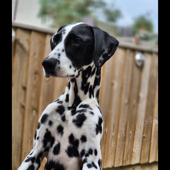 Dalmatian - Dogs