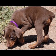 Doberman - Both
