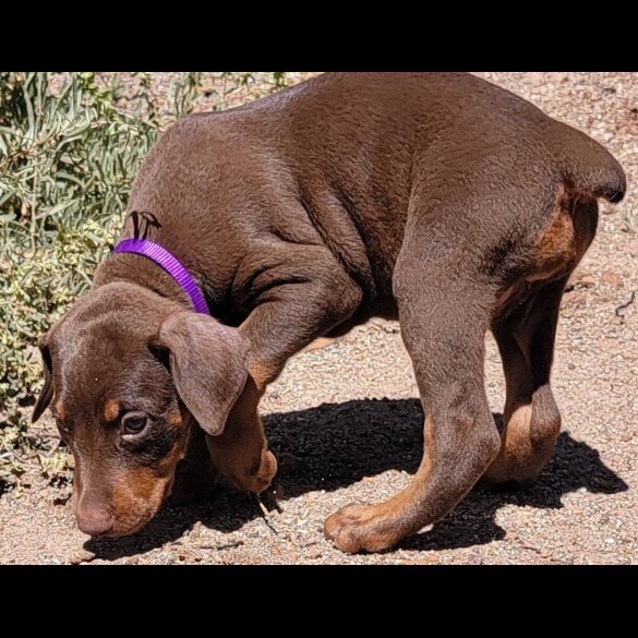 Doberman - Both