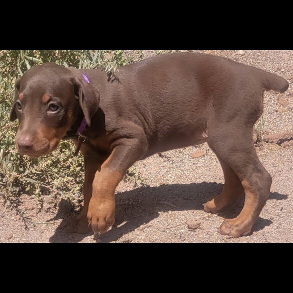 Doberman - Both