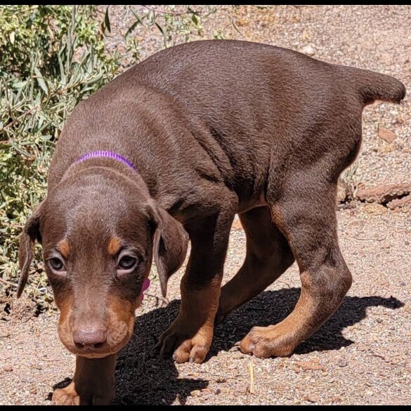 Doberman - Both