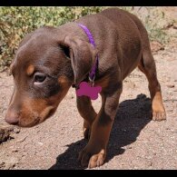 Doberman - Both