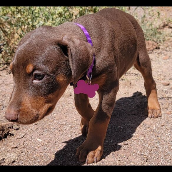 Doberman - Both