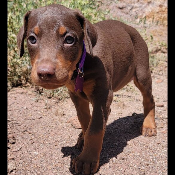 Doberman - Both