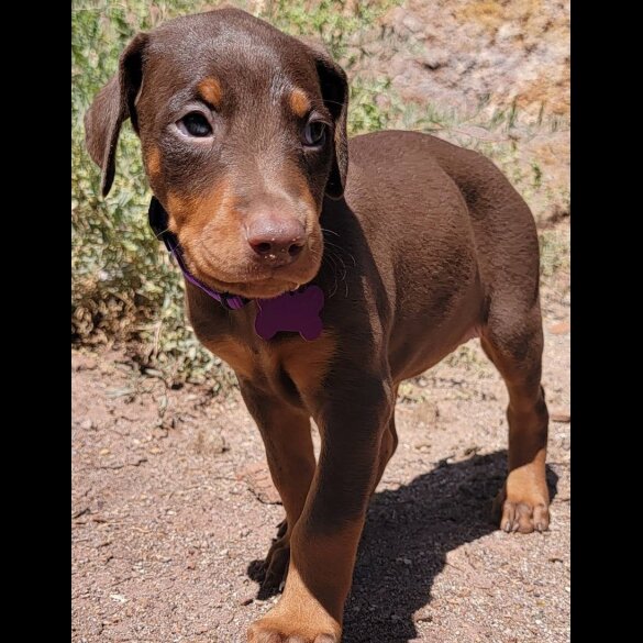 Doberman - Both