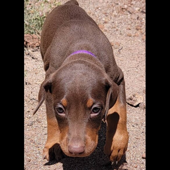 Doberman - Both