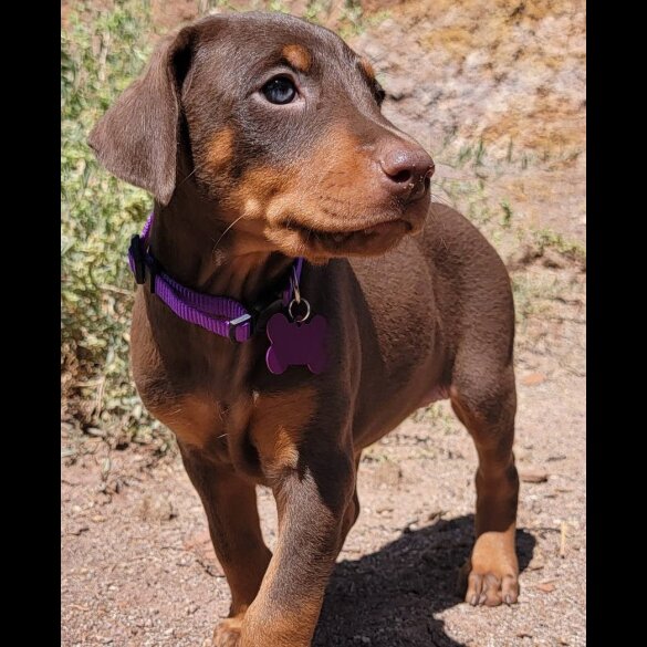 Doberman - Both