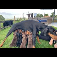 Doberman - Both