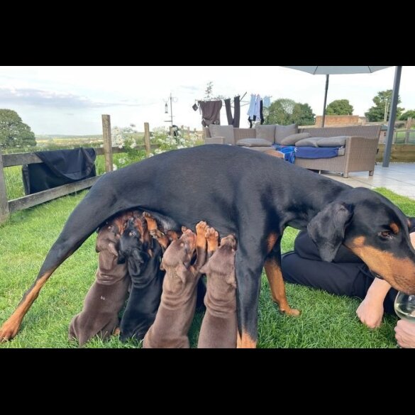 Doberman - Both