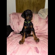 Doberman - Both