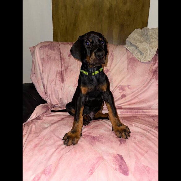 Doberman - Both