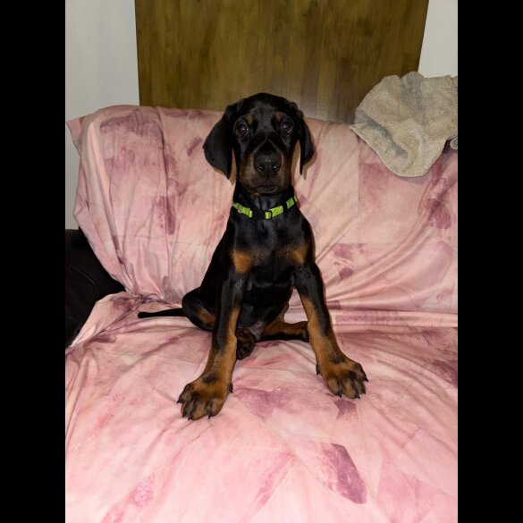 Doberman - Both